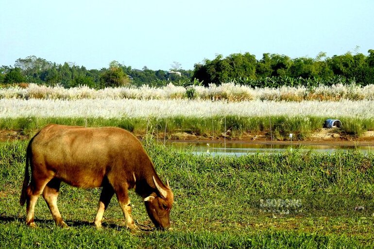 Chính sự hoang sơ đó khiến khung cảnh làng quê miền trung du Phú Thọ thật yên bình, “đẹp như gấm hoa” tựa như lời trong bài hát Câu Ca Em Hát Phú Thọ Quê Mình của nhạc sĩ Đào Đăng Hoàn.