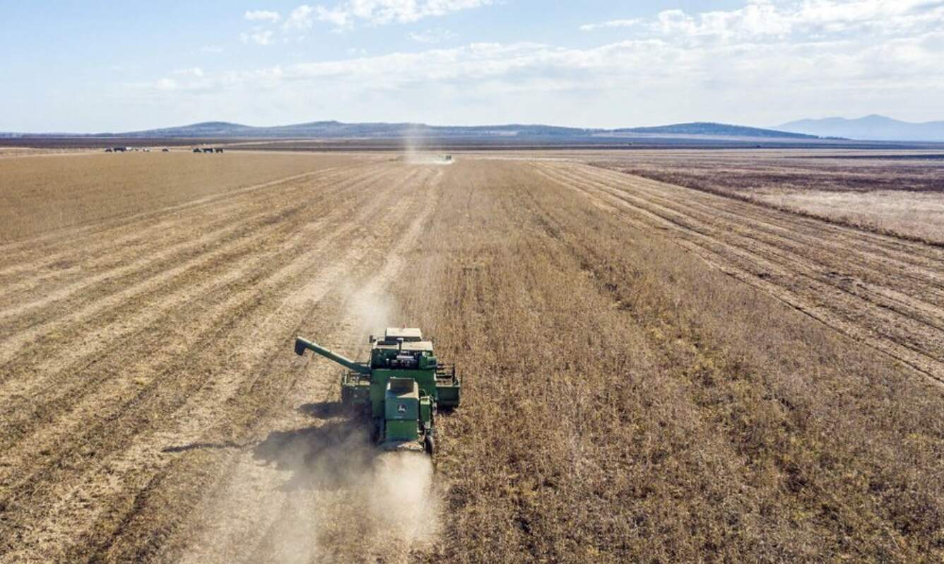 Một cánh đồng trồng đậu tương của Nga. Ảnh minh họa: Xinhua