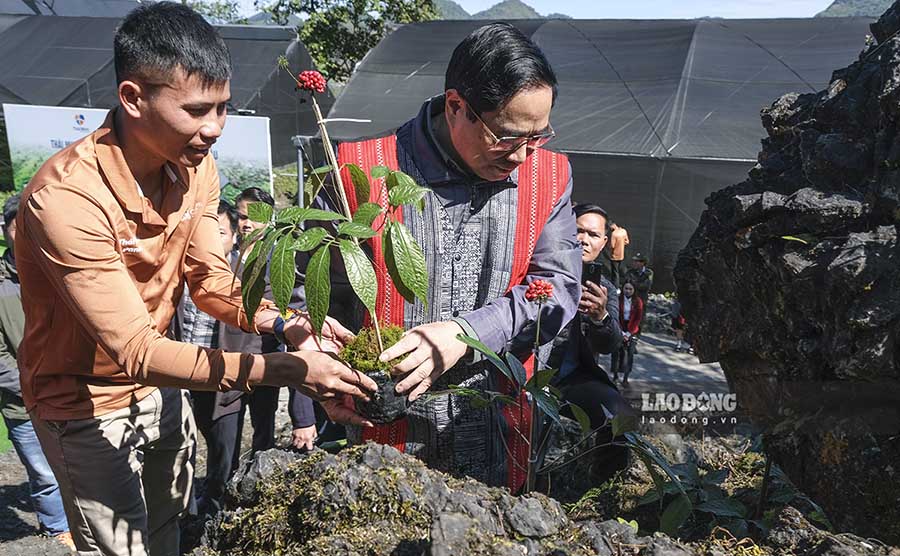 Tại đây, Thủ tướng Phạm Minh Chính đã tự tay trồng những cây Sâm Lai Châu trên hốc đá.