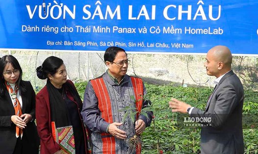 Thủ tướng Phạm Minh Chính thăm vườn Sâm Lai Châu. Ảnh: Văn Thành Chương