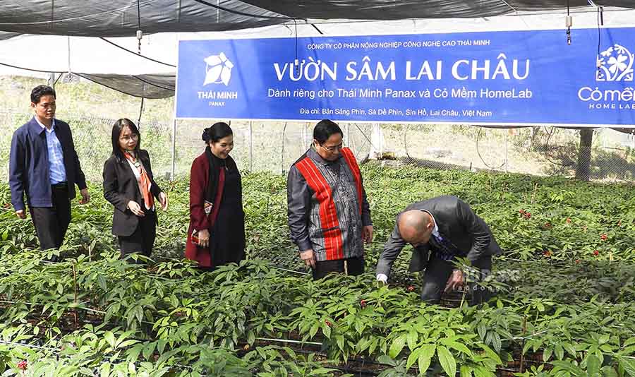 Trong chuyến công tác và tham dự Ngày hội Đại đoàn kết cùng đồng bào các dân tộc xã Sà Dề Phìn, huyện Sìn Hồ, Thủ tướng Phạm Minh Chính đã dành thời gian ghé thăm vườn Sâm Lai Châu.