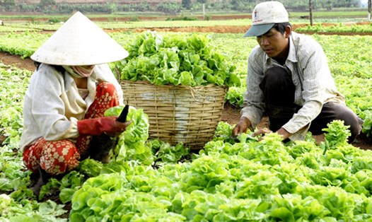 Nhiều hộ dân ở tỉnh Gia Lai thoát nghèo từ làm nông nghiệp. Ảnh minh họa: UBND tỉnh Gia Lai 