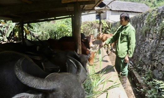 Mô hình chăn nuôi trâu bò sinh sản ở thôn Bản Vay, xã Yên Thịnh (Chợ Đồn) mang lại hiệu quả kinh tế cao cho người dân. Ảnh: Backan.gov.vn