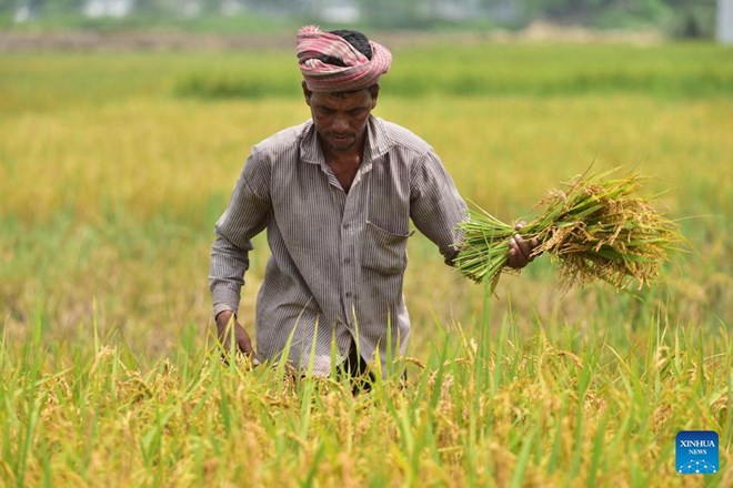 Nông dân Ấn Độ đang thu hoạch lúa trên cánh đồng ở bang Assam. Ảnh: Xinhua