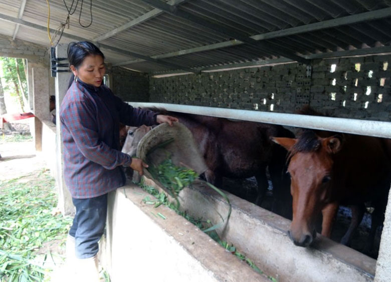  Mô hình nuôi ngựa là một trong những hướng thoát nghèo tại các xã nghèo của huyện Bát Xát. Ảnh: H.M