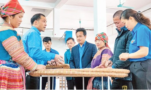 Doanh nghiệp chè liên kết với người dân các xã nghèo ở huyện Mường Khương, tỉnh Lào Cai chăm sóc và phát triển cây chè Shan tuyết đặc hữu để xuất khẩu. Ảnh: Bảo Nguyên