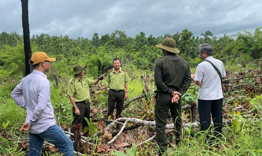 Hiện trường một vụ phá rừng tại lâm phần do Công ty TNHH Lâm nghiệp Buôn Ja Wầm (huyện Cư M'Gar, tỉnh Đắk Lắk) quản lý. Ảnh: Bảo Trung

