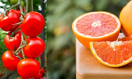 Cam và cà chua có chất chống nắng tốt. Ảnh ghép: Nguyễn Ly 