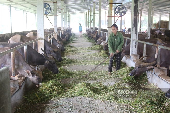 Việc chăn nuôi, phát triển nông sản, tập huấn kỹ thuật cho lao động người thiểu số vùng miền đôi khi không còn phù hợp. Thu nhập cao và việc làm tại các khu công nghiệp đã thu hút lượng lớn lao động các tỉnh miền núi. Ảnh: Phùng Minh.