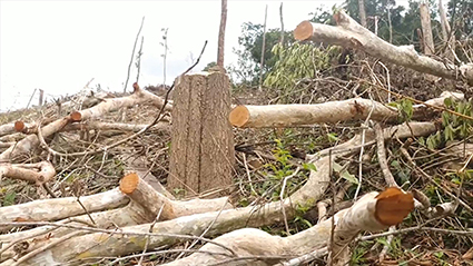Hiện trường một vụ phá rừng quy mô lớn tại huyện Kông Chro, tỉnh Gia Lai. Ảnh: Bảo Trung