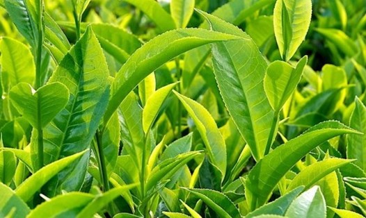 Uống trà xanh mỗi ngày có thể hỗ trợ thải độc gan. Ảnh: Sưu tập