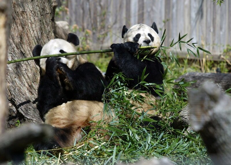 Đằng sau chiến lược ngoại giao gấu trúc của Trung Quốc