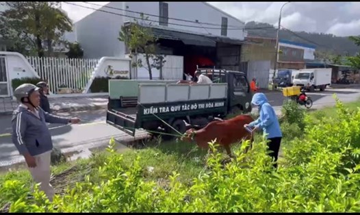 Tổ công tác bắt bò thả rông của phường Hòa Minh làm nhiệm vụ. Ảnh: Phường Hòa Minh