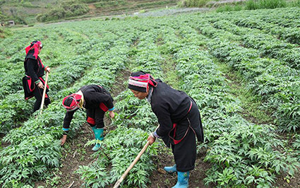 Đồng bào dân tộc thiểu số tại tỉnh Lai Châu từng bước ổn định cuộc sống từ trồng cây dược liệu. Ảnh: Thanh Hương