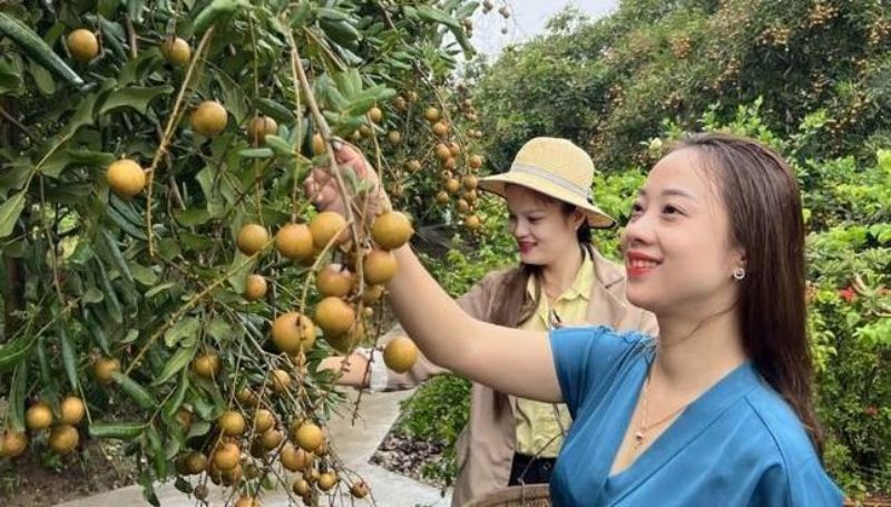 Du khách thích thú với vườn nhãn cổ Bạc Liêu. Ảnh: Nhật Hồ