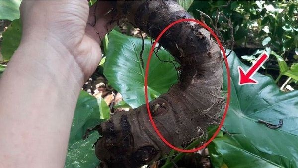 Hình ảnh củ ráy người bệnh sử dụng khiến bỏng niêm mạc miệng. Ảnh: BVCC