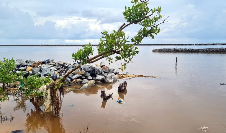Tình trạng sạt lở đê biển tỉnh Cà Mau ngày càng nghiêm trọng. Ảnh: Nhật Hồ