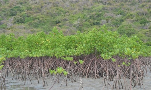 Rừng ngập mặn đóng vai trò quan trọng trong ứng phó với biến đổi khí hậu. Ảnh: Châu Tường