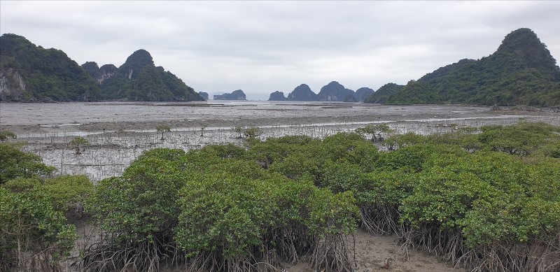 Rừng ngập mặn ven biển Hạ Long. Ảnh: Nguyễn Hùng