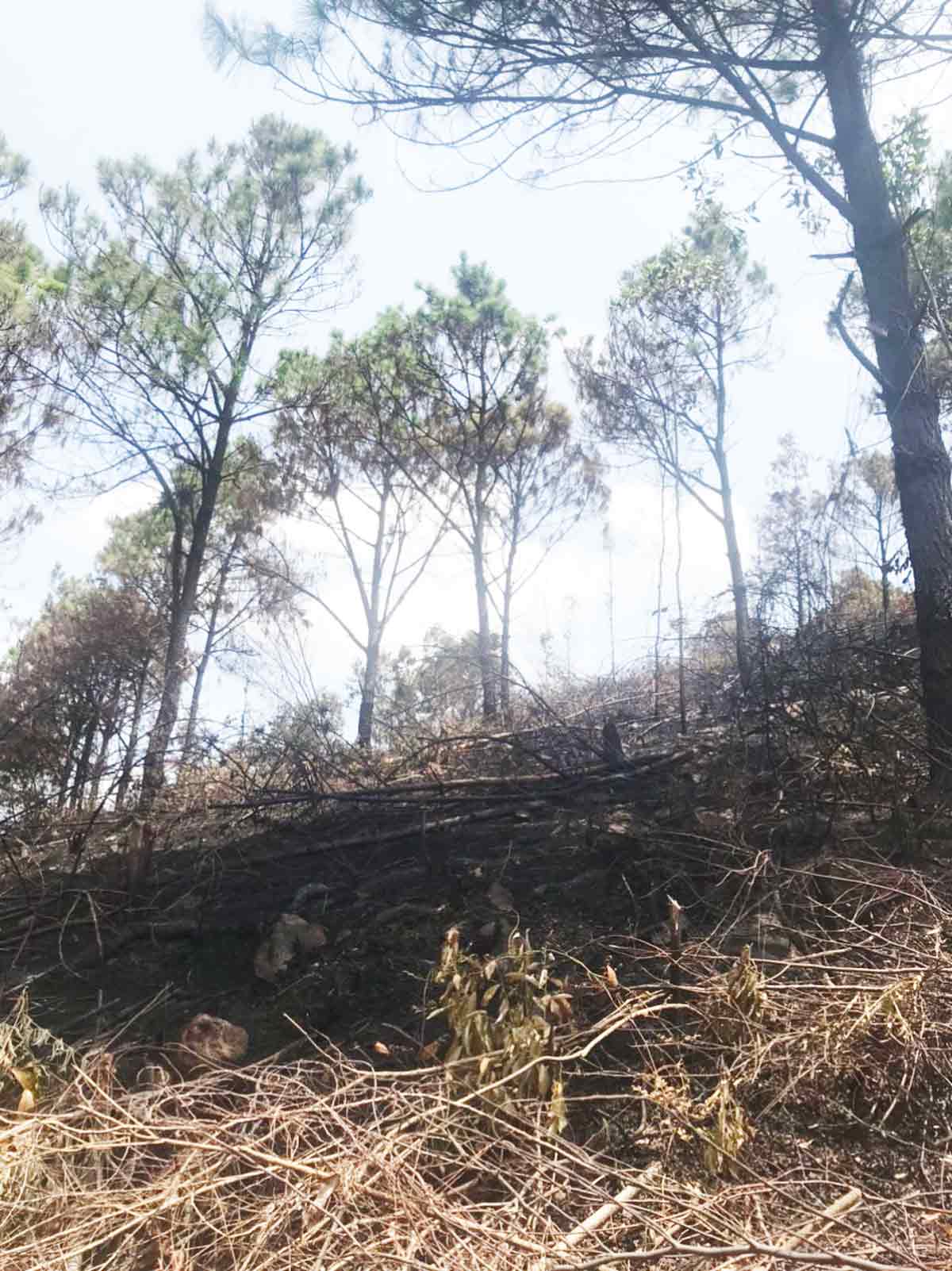 Hiện trường một vụ cháy rừng tại phường Bãi Cháy, TP Hạ Long. Ảnh: Đoàn Hưng