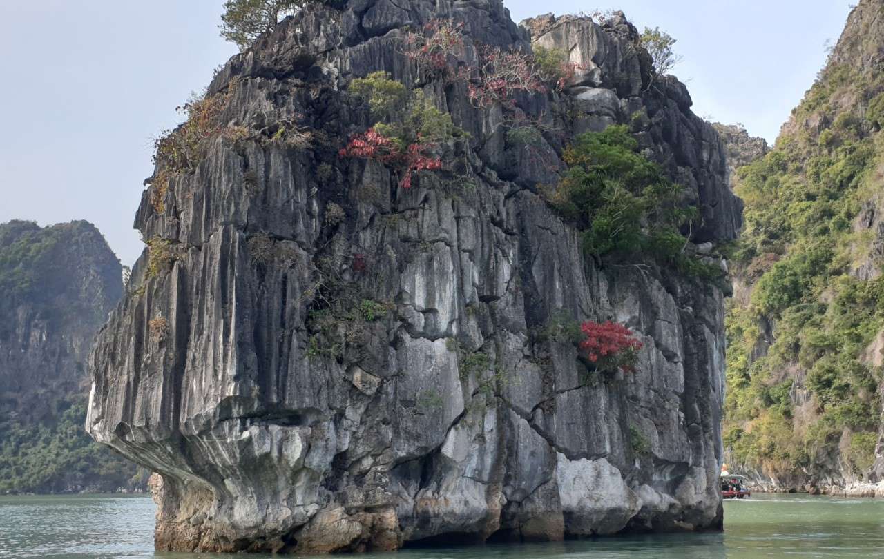 Hòn Đỉnh Hương - hòn đảo được in trên đồng tiền 200.000 đồng - xuất hiện màu lá đỏ của những cây sòi lá tròn đang vào mùa thay lá. Ảnh: Nguyễn Hùng