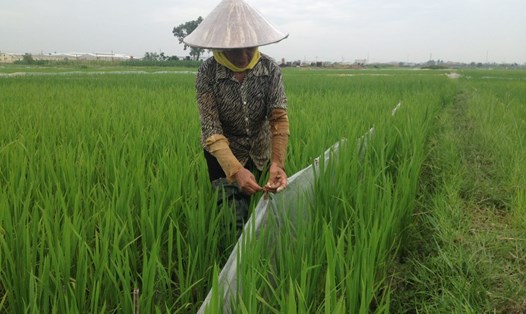 Nông dân nhiều nơi phải dùng tấm ni-lon bọc cả ruộng lúa để trừ chuột. Ảnh BVTV
