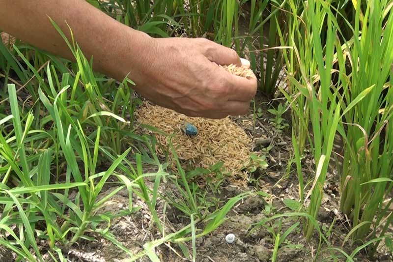 Dùng bả diệt chuột sinh học, hiện là biện pháp hiệu quả duy nhất hiện nay trên ruộng lúa. Ảnh BVTV 