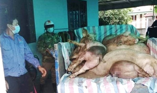 Hình ảnh tư liệu đưa lợn bị dịch tả Châu Phi đi tiêu hủy ở Hà Tĩnh. Ảnh: Trần Tuấn.