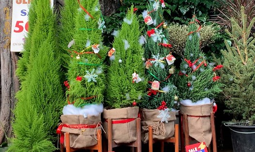 Thị trường cây tùng thơm dịp Giáng sinh: Người bán e dè nhập hàng vì sợ ế