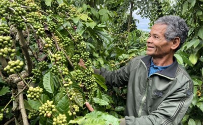 Nhiều hộ đồng bào dân tộc thiểu số ở tỉnh Đắk Nông đã sản xuất hiệu quả, nâng cao thu nhập, thoát nghèo bền vững. Ảnh: Bảo Lâm