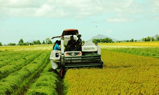 Giá gạo xuất khẩu thế giới tăng càng tạo thêm cơ hội cho gạo Việt. Ảnh: Tân Long