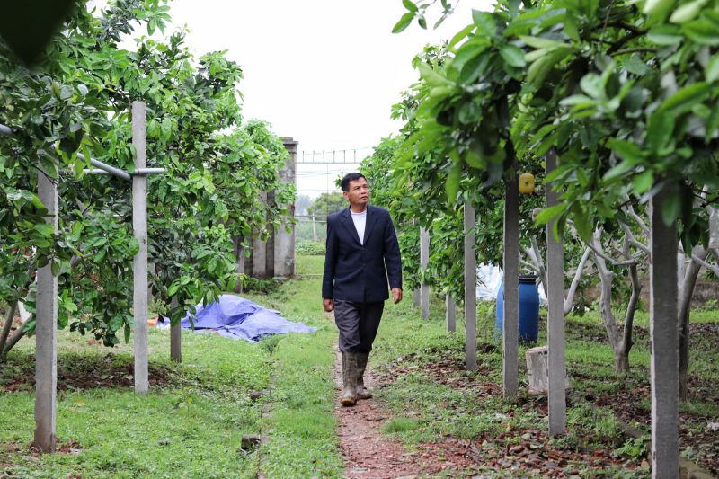 Nhiều hộ dân ở xã Ngọc Tảo (huyện Phúc Thọ, Hà Nội) thoát nghèo từ mô hình trồng bưởi Diễn. Ảnh: Thu Giang