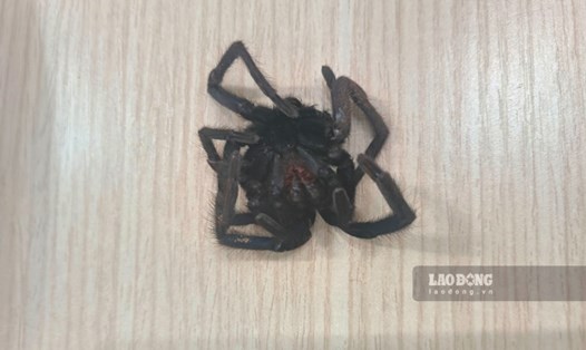 Con nhện cắn nam bệnh nhân ở Phú Quốc. Ảnh: Phòng khám S.O.S