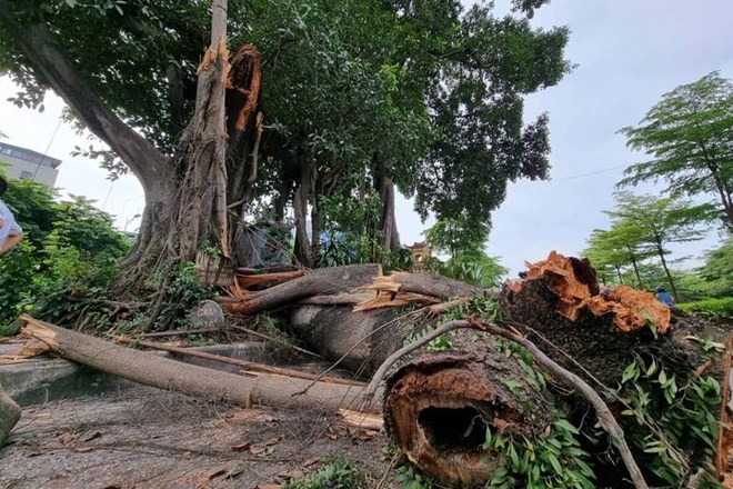 Người phụ nữ ở Hải Dương “ăn quả đắng” vì đưa tin chặt cây nhiều người chết trẻ