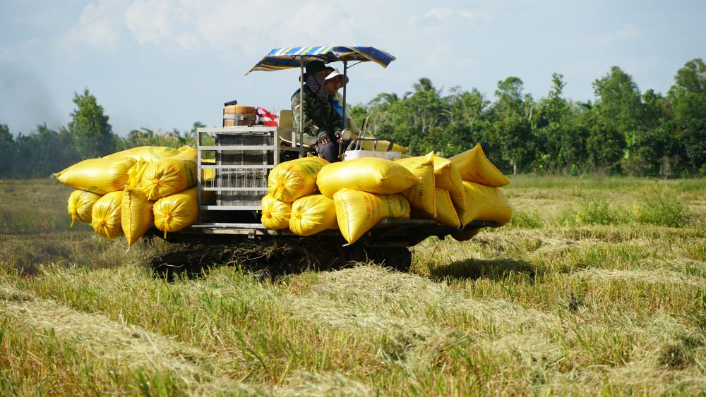 Nông dân thu hoạch lúa tại ĐBSCL. Ảnh: Yến Phương