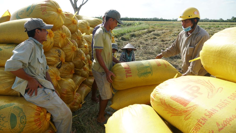 Giải pháp để nông dân hưởng lợi lâu dài từ lúa gạo, tăng giá. Ảnh: Yến Phương