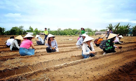 Mô hình du lịch nông nghiệp ở thị xã Duyên Hải, tỉnh Trà Vinh có sự tham gia của 9 hộ gia đình. Ảnh: Hoàng Lộc
