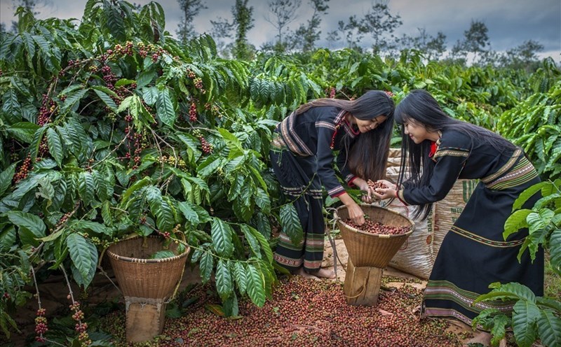 Buôn Ma Thuột là thủ phủ cà phê của Việt Nam. Ảnh: Ngô Minh Phương