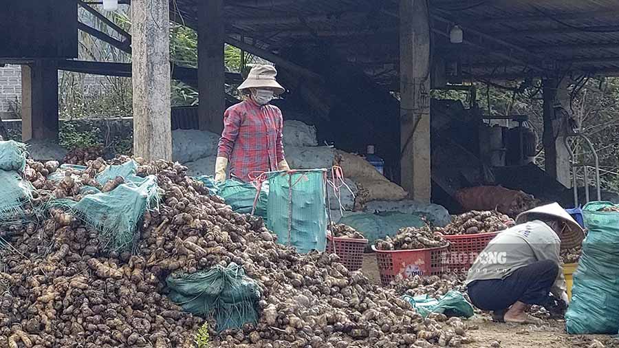 Hàng chục tấn dong riềng vẫn tiếp tục được tập kết tại các cơ sở chế biến. Ảnh: PV