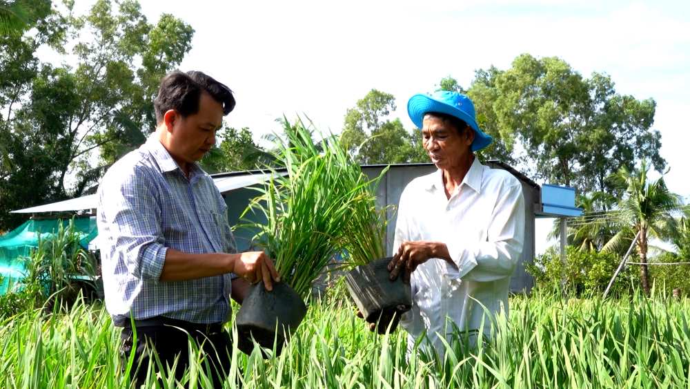 Ông Trung (trái), ông Triệu kiểm tra chất lượng cây lúa. Ảnh: Tạ Quang