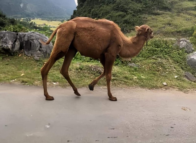 Các cá thể lạc đà xuất hiện là tang vật của đối tượng buôn lậu để lại. Ảnh: Người dân cung cấp.

