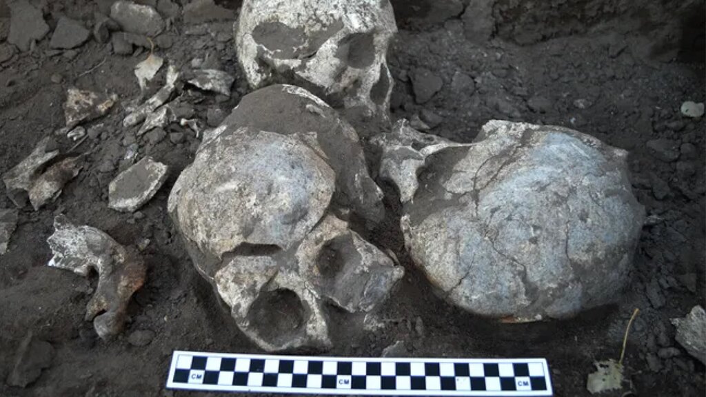Bốn hộp sọ được cho là của nam giới, được tìm thấy chôn cùng nhau trong một hố. Ảnh: Trường Nha khoa, Đại học Texas A&M