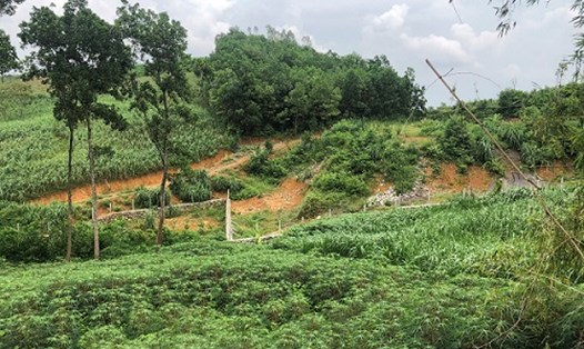 Mảnh đất khai hoang ở xã Yên Bài. Ảnh: Nhân vật cung cấp.