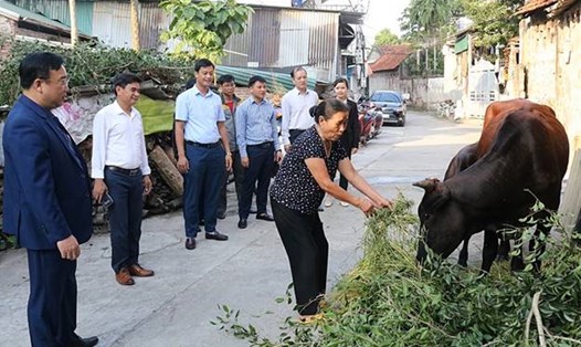 Ủy ban MTTQ Việt Nam huyện Chương Mỹ trao hỗ trợ mua bò giống sinh sản cho các hộ nghèo thuộc 4 xã trên địa bàn huyện. Ảnh: MTTQ TP Hà Nội
