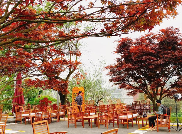Cây lá đỏ được trồng tại khuôn viên của của một quán cafe trên đường Thác Bạc, thị xã Sa Pa, tỉnh Lào Cai.