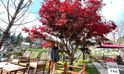 Cuối tháng 11.2023, rất nhiều khách du lịch và giới trẻ tìm đến khu cây phong lá đỏ ở Sa Pa để check-in. Ảnh: Thu Nga