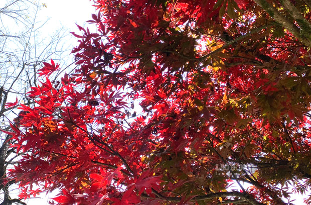 Đây là cây thân gỗ, tán rộng, lá có màu đỏ tươi. 