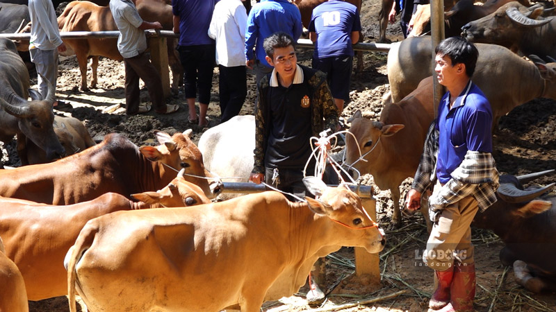 Năm 1999 chợ bò Nghiên Loan được thành lập có thu phí và chịu sự quản lý của chính quyền. ​​​​​