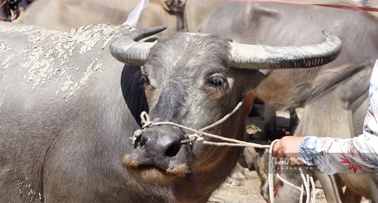 Theo báo cáo của UBND huyện Pác Nặm, chợ bò xã Nghiên Loan hằng năm giải quyết việc làm cho trên 800 hộ gia đình tại xã Nghiên Loan và trên 50% các hộ gia đình vùng lân cận của huyện . 