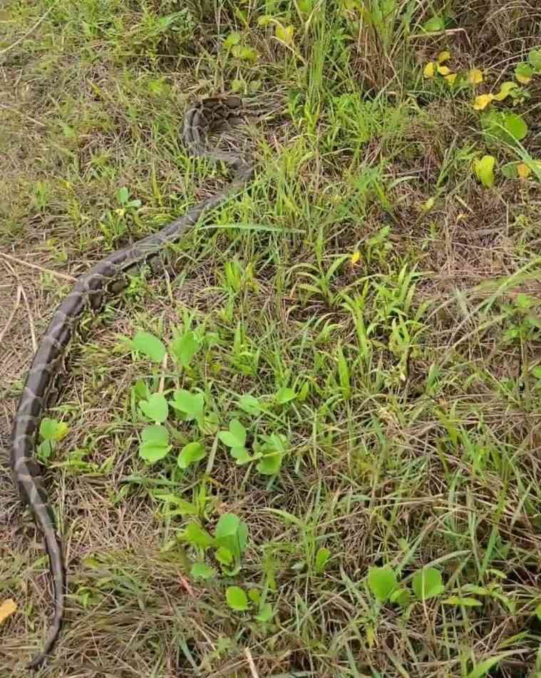 Cá thể trăn đất vừa được phát hiện ở Vườn quốc gia Bái Tử Long. Ảnh: Ban Quản lý Vườn quốc gia Bái Tử Long